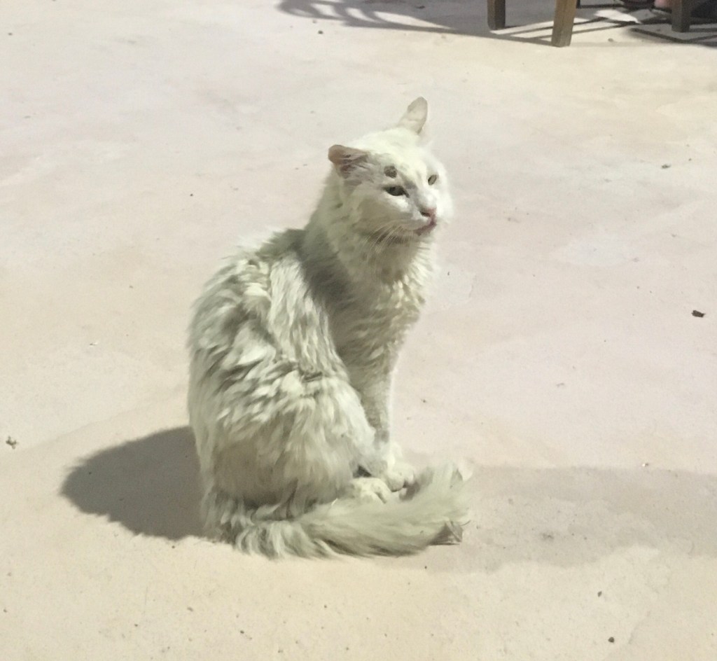 Mückenarmeen, Videochats und das schrecklich schwere Leben